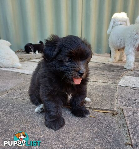 Pomoodle Puppies for Sale