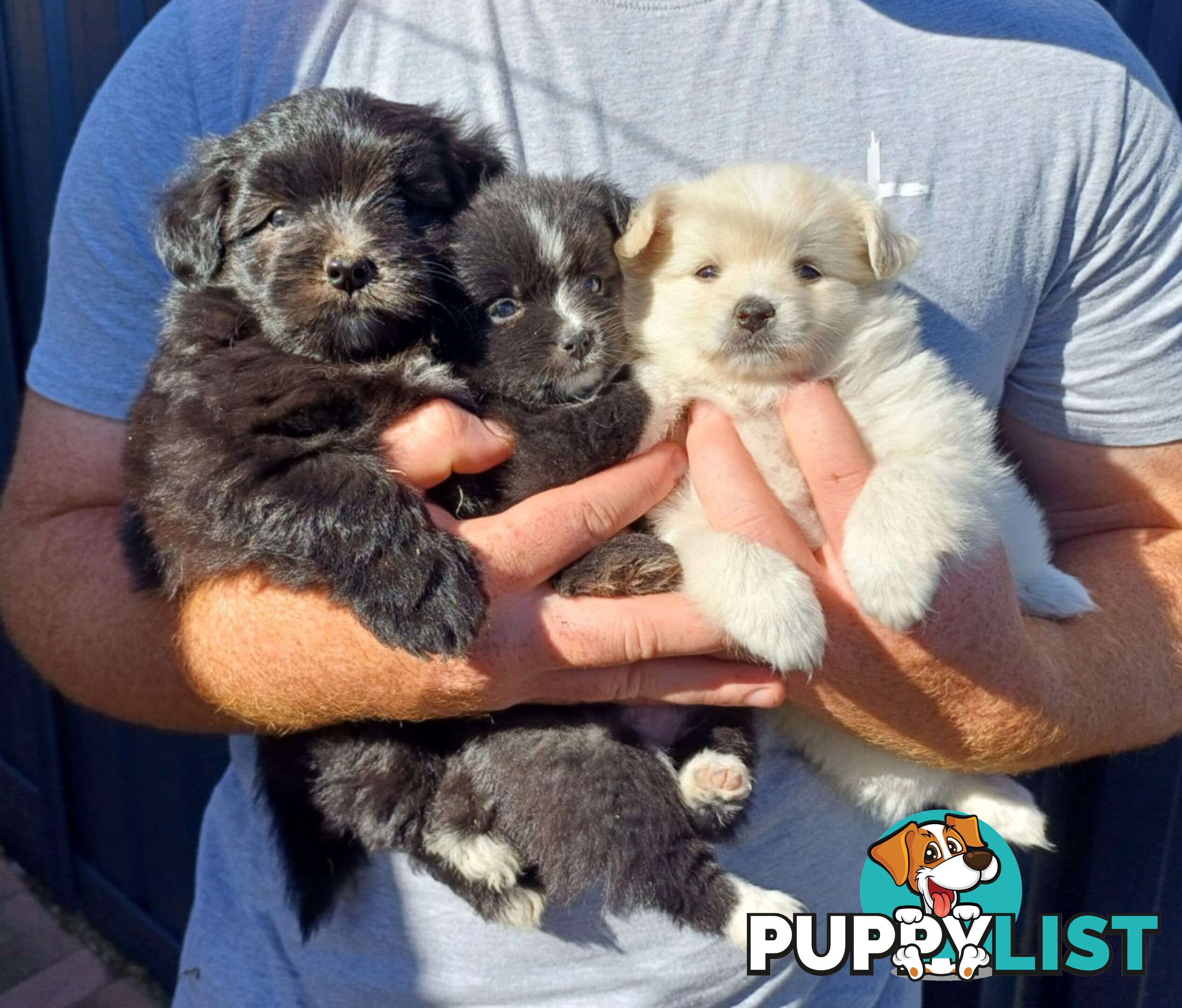 Pomoodle Puppies for Sale