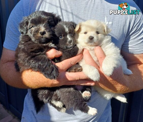 Pomoodle Puppies for Sale