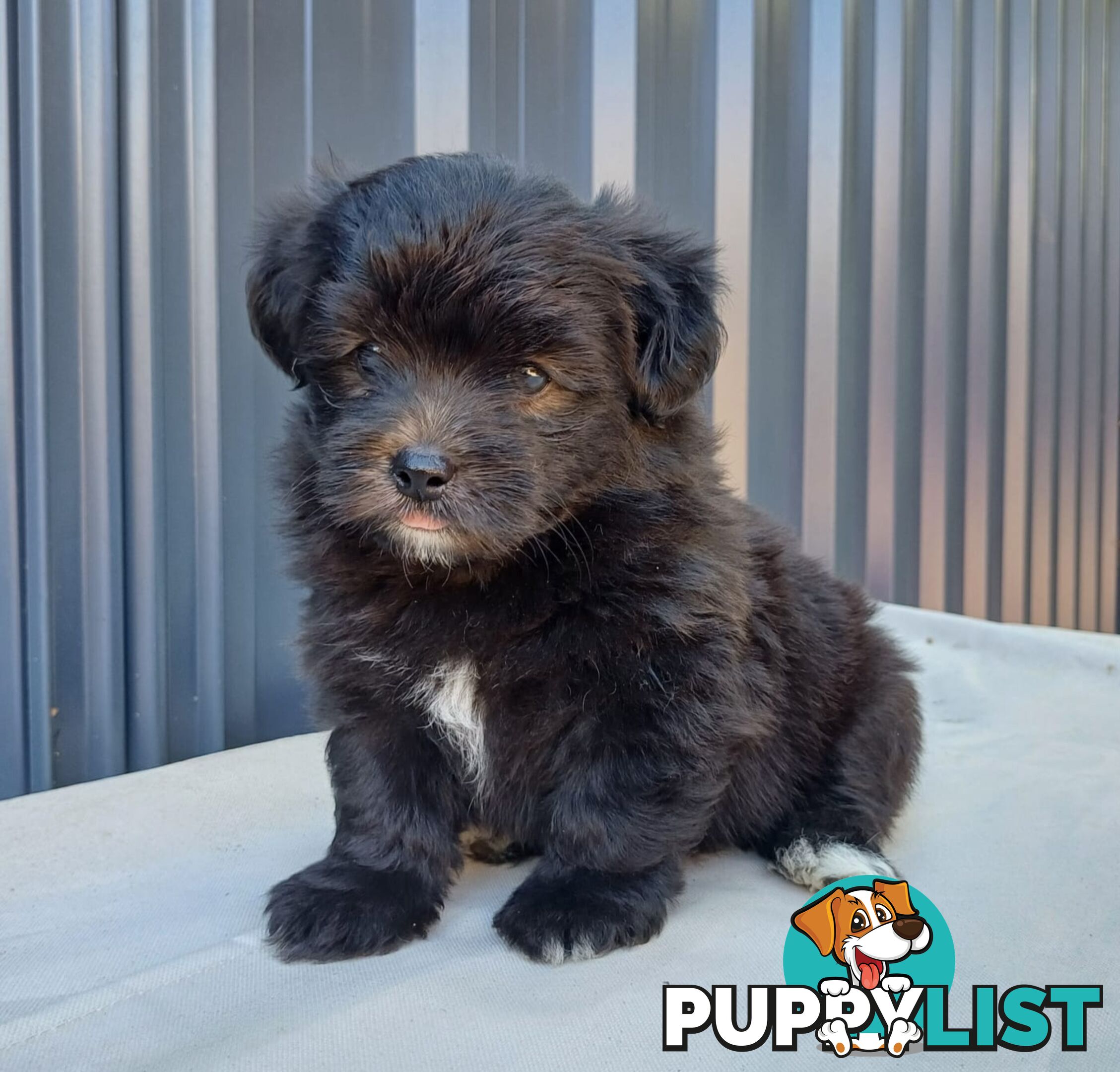 Pomoodle Puppies for Sale