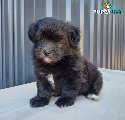 Pomoodle Puppies for Sale