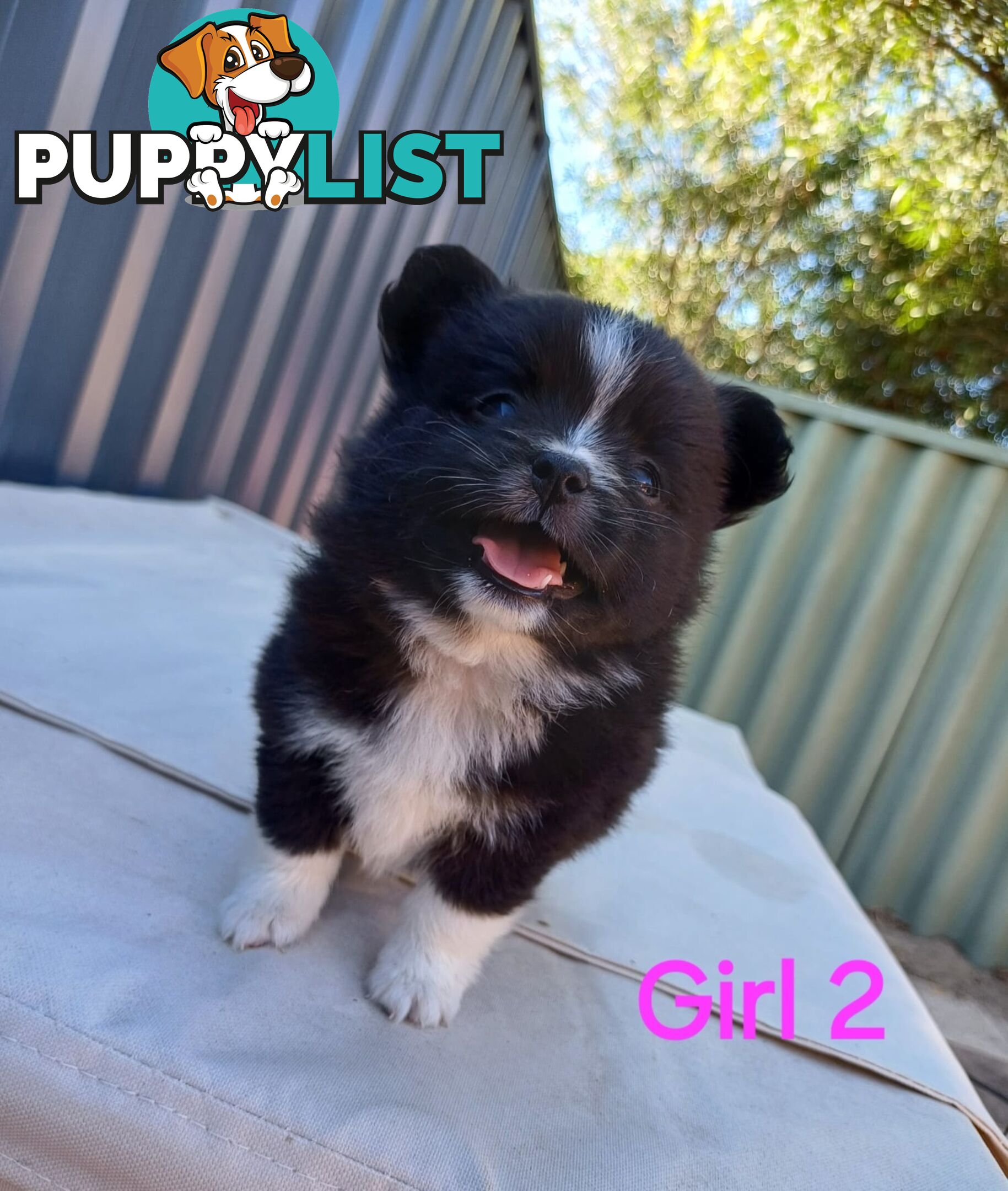 Pomoodle Puppies for Sale