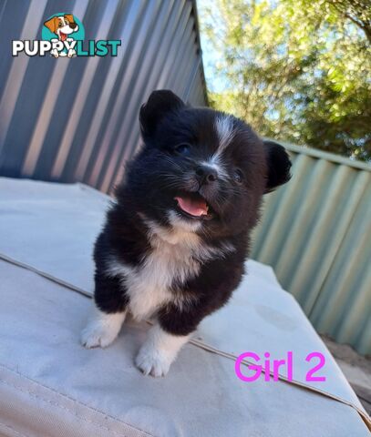 Pomoodle Puppies for Sale