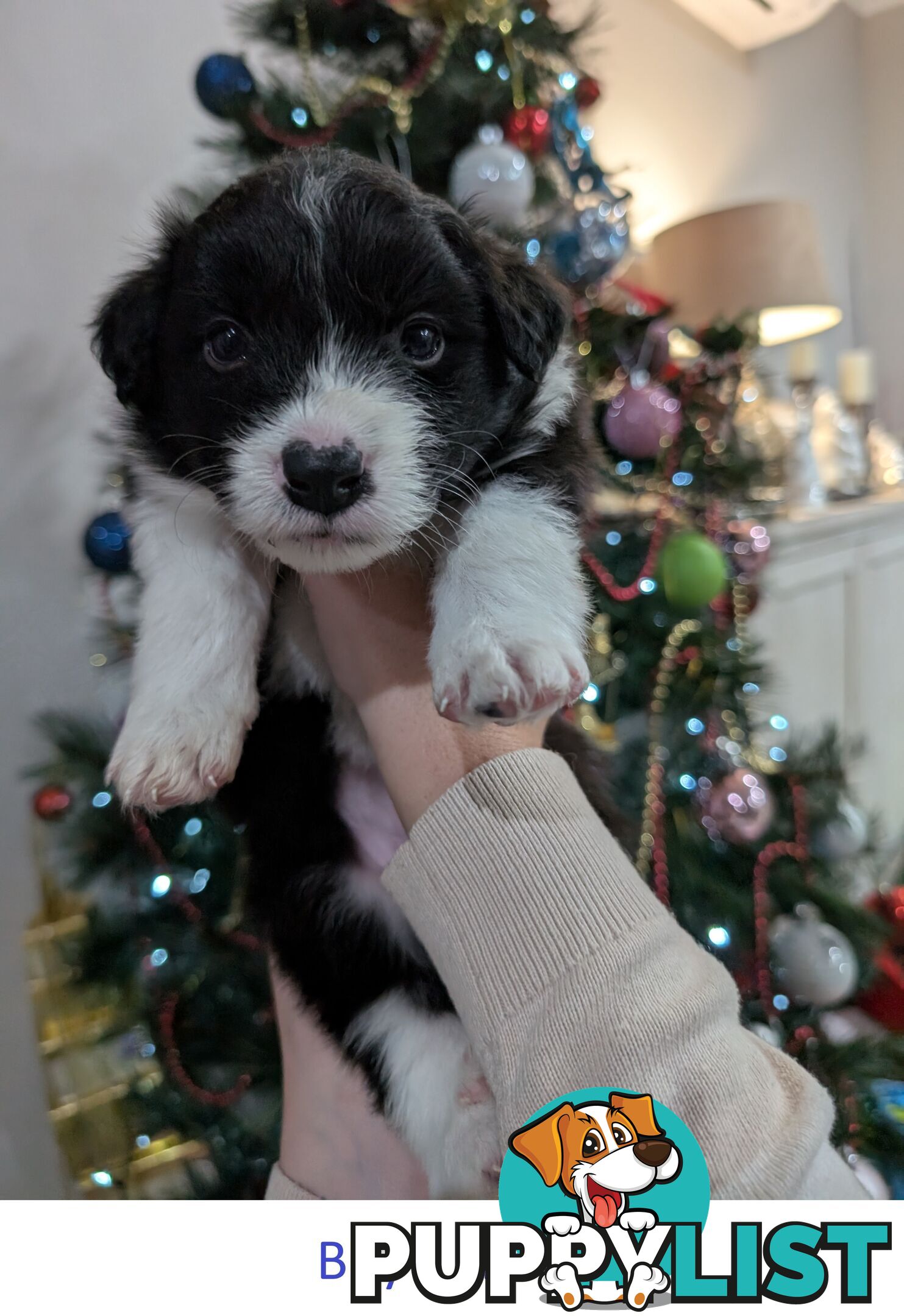 Pure Pedigree Border Collie Puppies – Almost Ready for Their Forever Homes