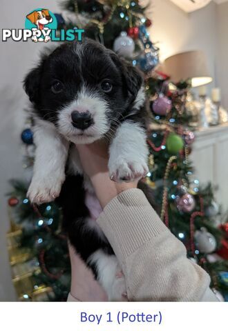 Pure Pedigree Border Collie Puppies – Almost Ready for Their Forever Homes