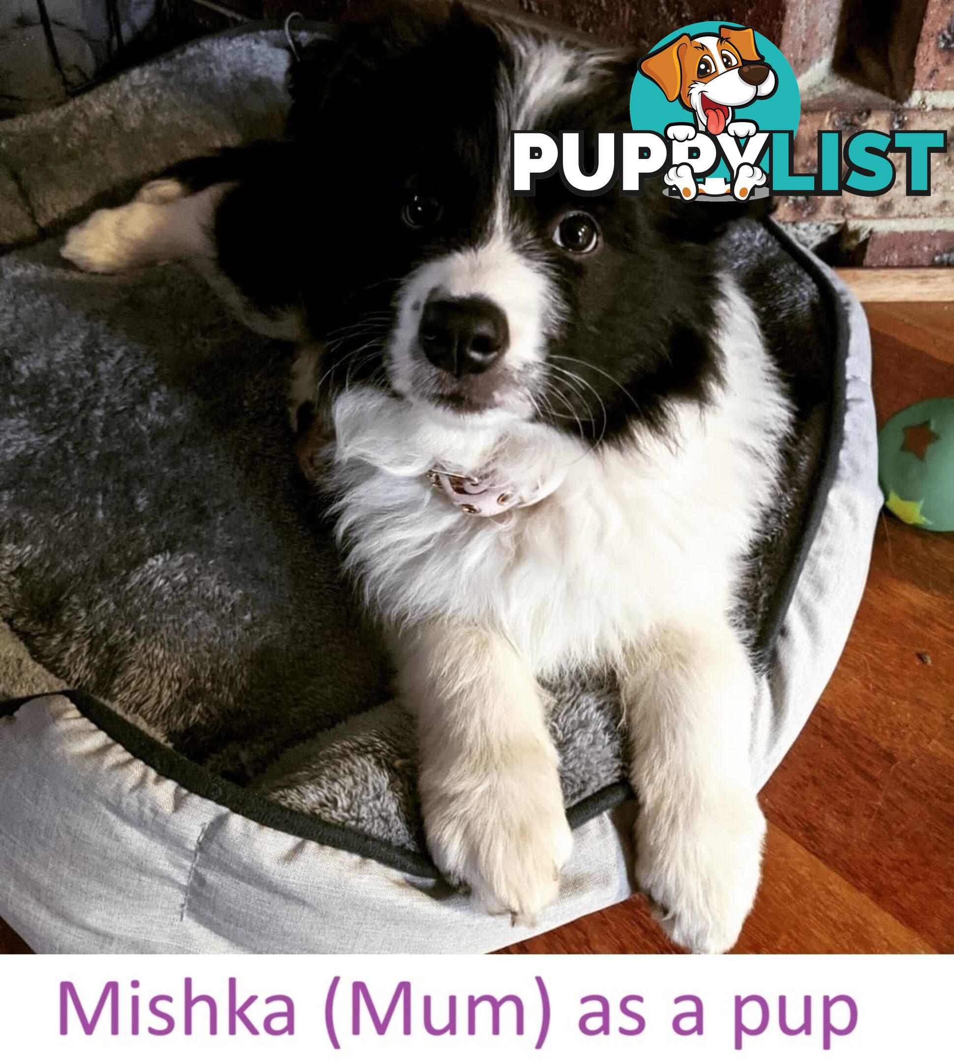 Pure Pedigree Border Collie Puppies – Almost Ready for Their Forever Homes