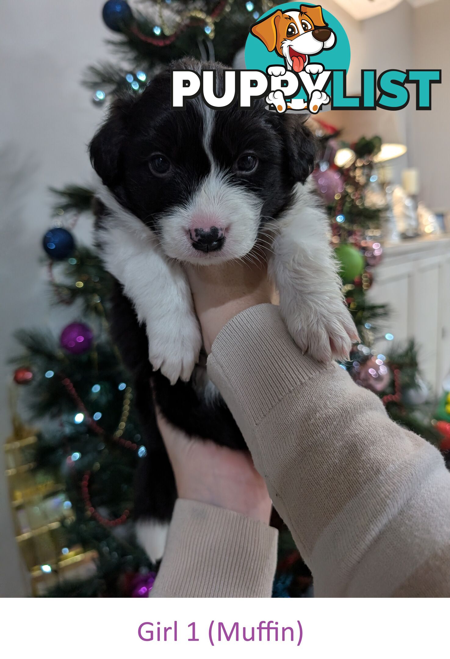 Pure Pedigree Border Collie Puppies – Almost Ready for Their Forever Homes