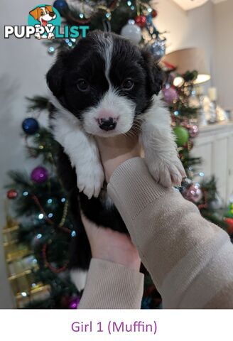 Pure Pedigree Border Collie Puppies – Almost Ready for Their Forever Homes