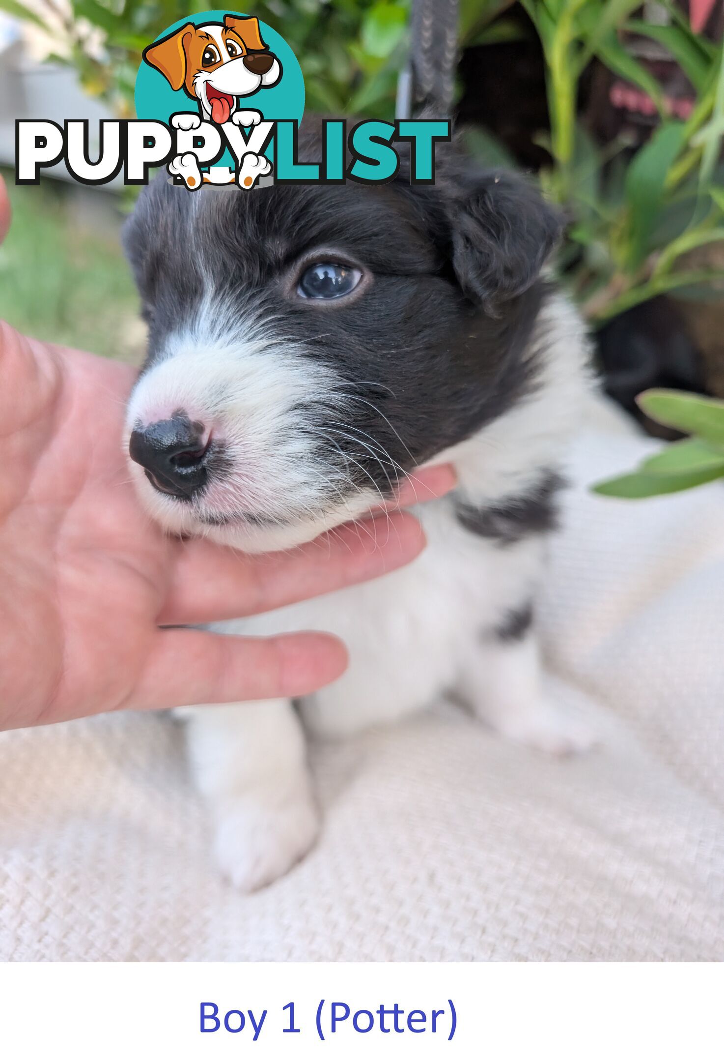 Pure Pedigree Border Collie Puppies – Almost Ready for Their Forever Homes