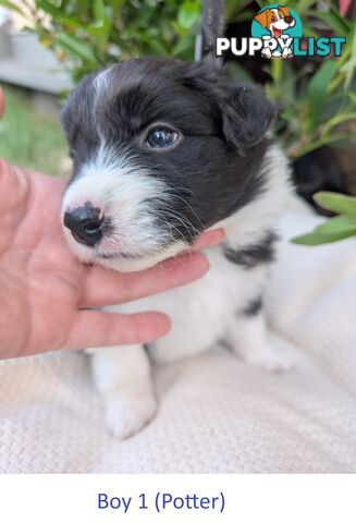 Pure Pedigree Border Collie Puppies – Almost Ready for Their Forever Homes