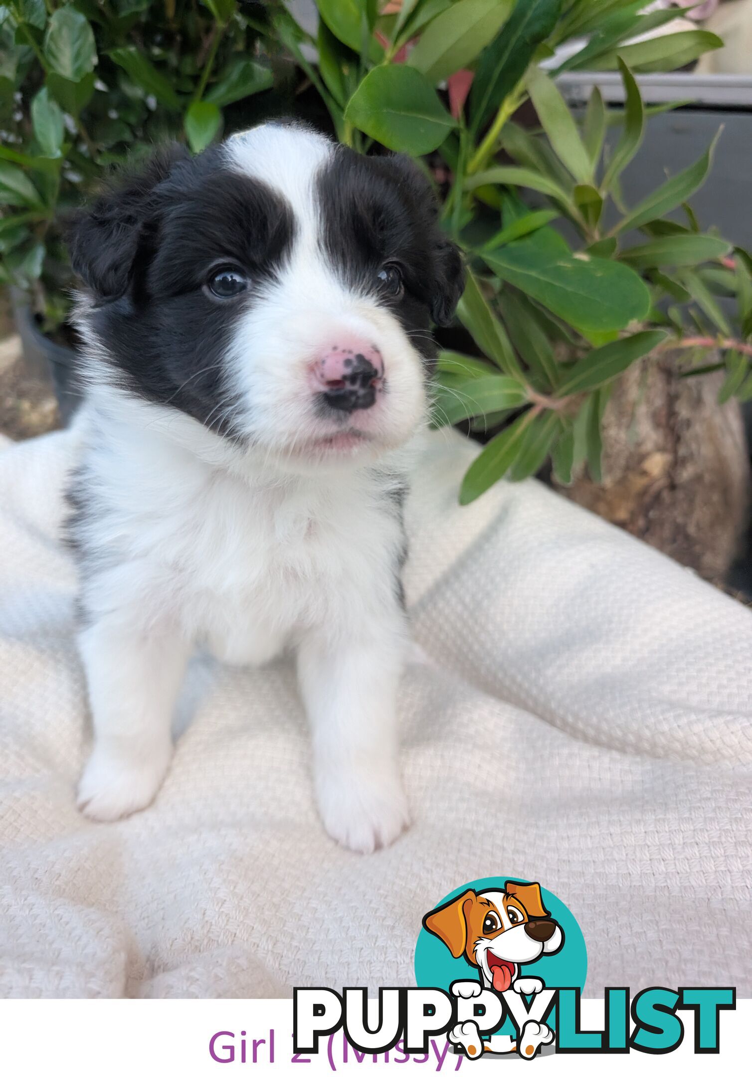 Pure Pedigree Border Collie Puppies – Almost Ready for Their Forever Homes