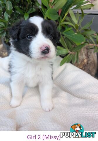 Pure Pedigree Border Collie Puppies – Almost Ready for Their Forever Homes