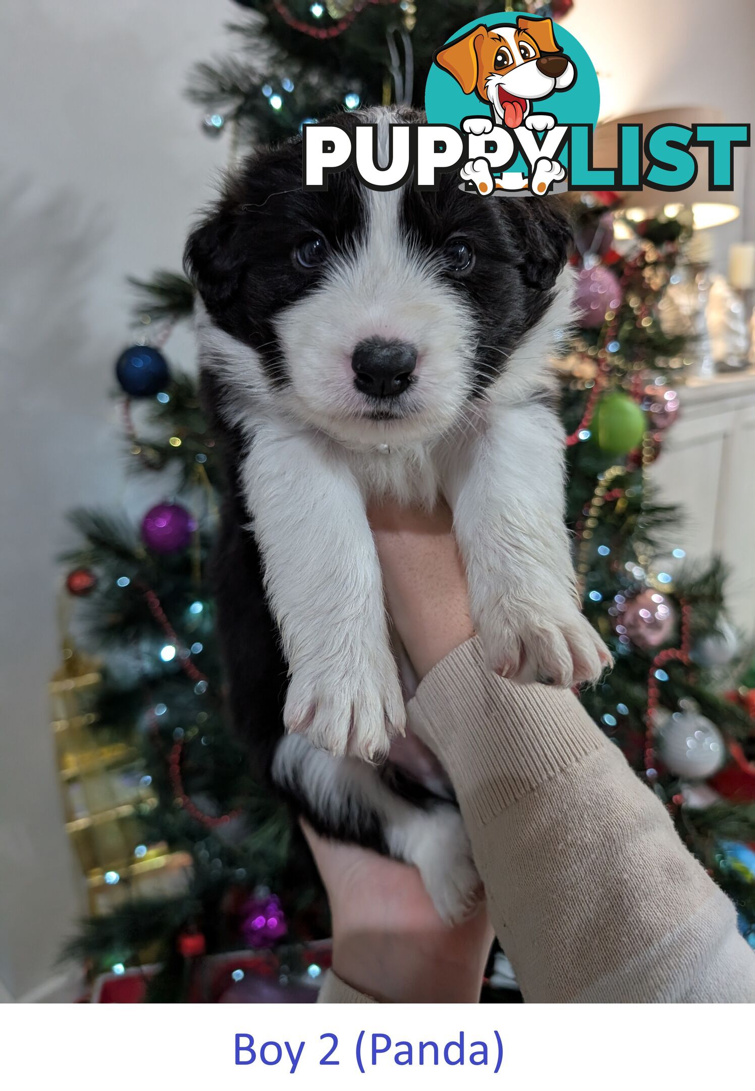 Pure Pedigree Border Collie Puppies – Almost Ready for Their Forever Homes