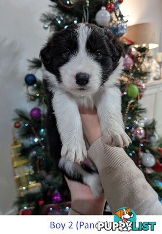 Pure Pedigree Border Collie Puppies – Almost Ready for Their Forever Homes