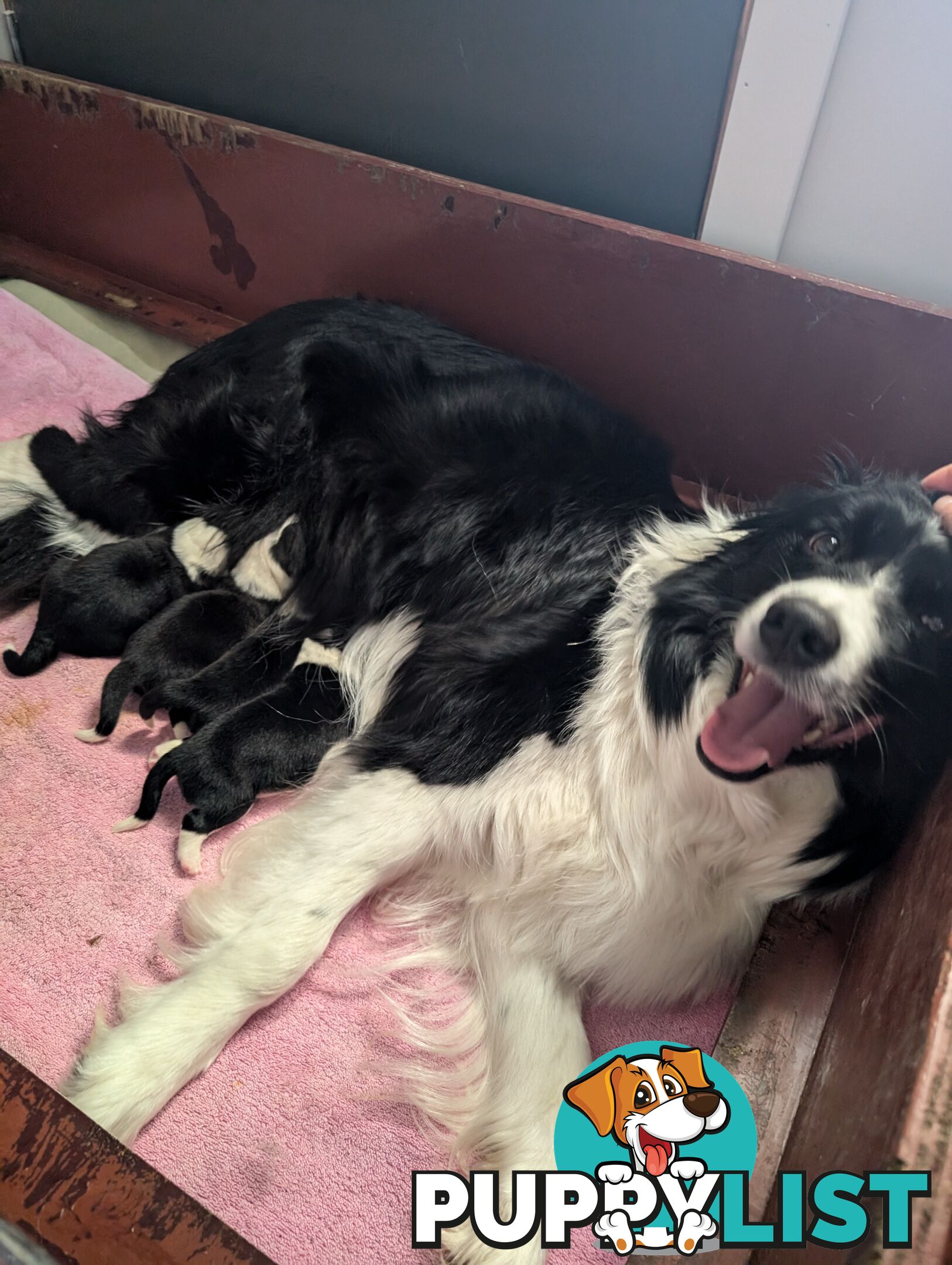 Pure Pedigree Border Collie Puppies – Almost Ready for Their Forever Homes