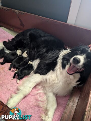 Pure Pedigree Border Collie Puppies – Almost Ready for Their Forever Homes