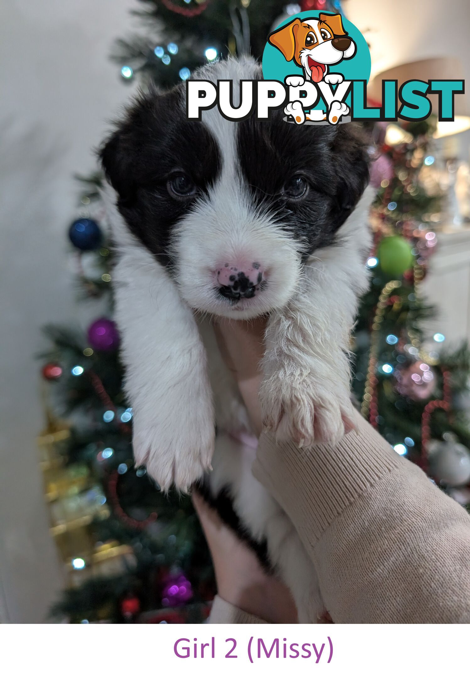 Pure Pedigree Border Collie Puppies – Almost Ready for Their Forever Homes