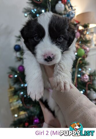 Pure Pedigree Border Collie Puppies – Almost Ready for Their Forever Homes