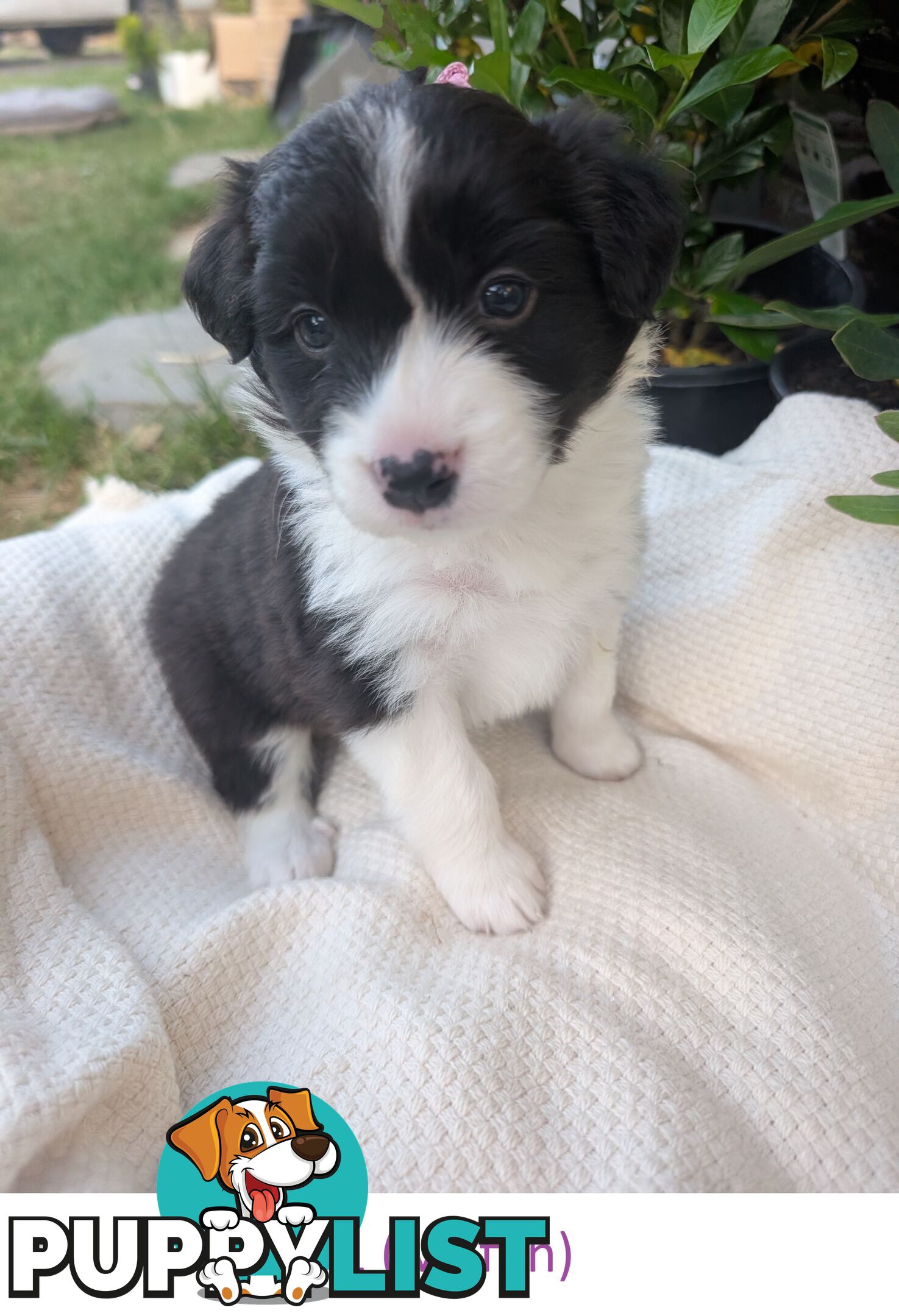 Pure Pedigree Border Collie Puppies – Almost Ready for Their Forever Homes