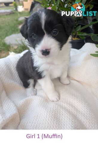 Pure Pedigree Border Collie Puppies – Almost Ready for Their Forever Homes