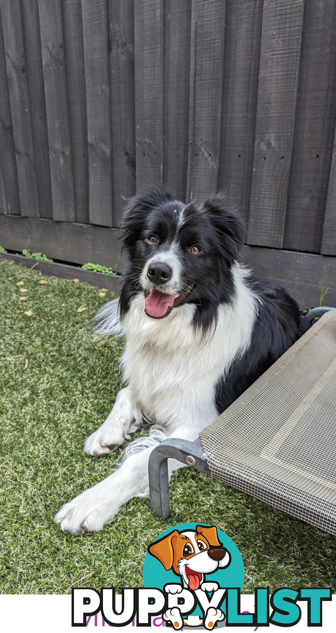 Pure Pedigree Border Collie Puppies – Almost Ready for Their Forever Homes