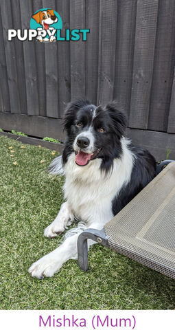 Pure Pedigree Border Collie Puppies – Almost Ready for Their Forever Homes