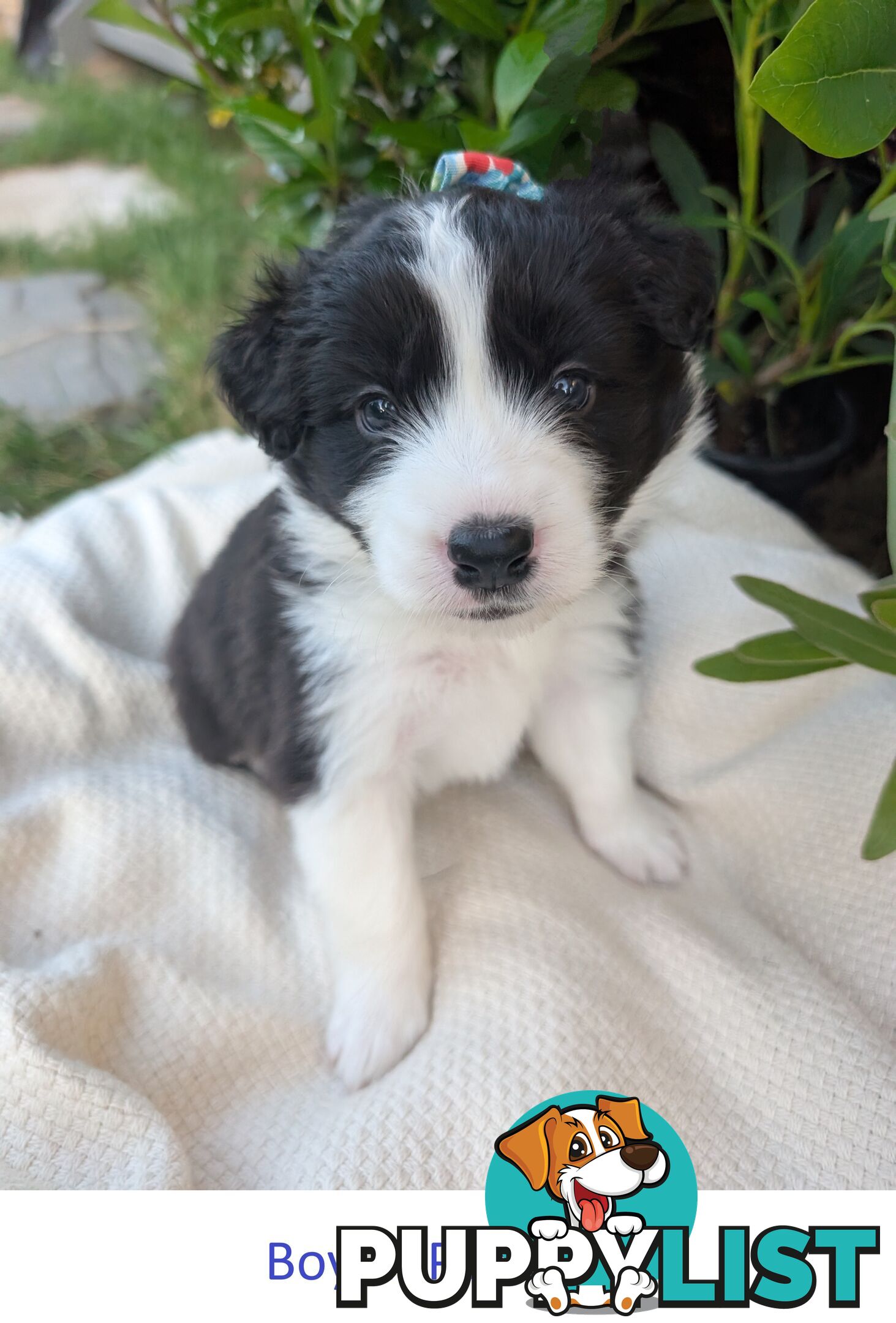 Pure Pedigree Border Collie Puppies – Almost Ready for Their Forever Homes