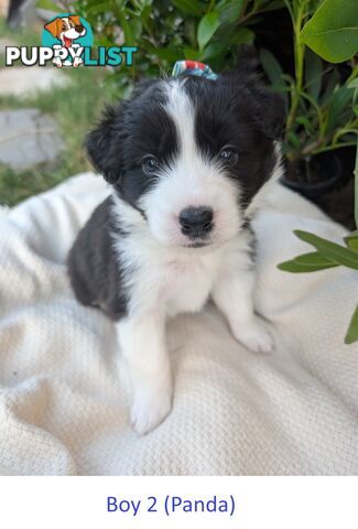 Pure Pedigree Border Collie Puppies – Almost Ready for Their Forever Homes