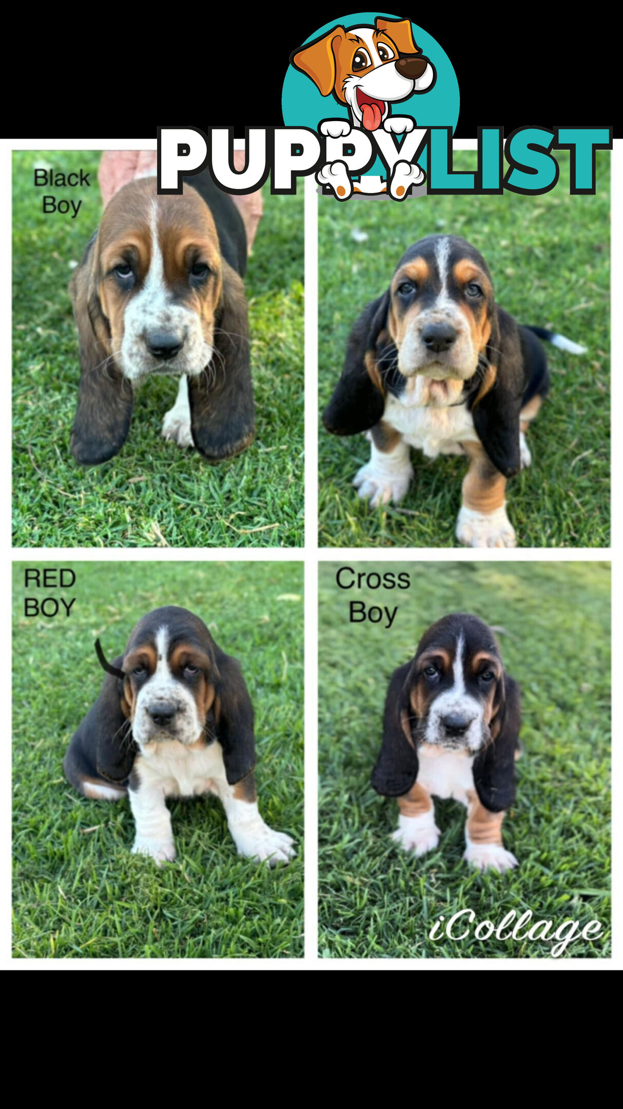 Basset Hound Puppies