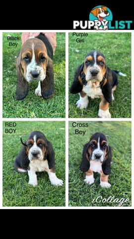 Basset Hound Puppies