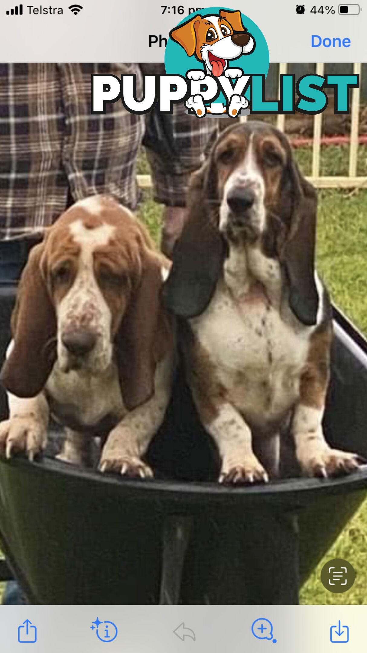 Basset Hound Puppies