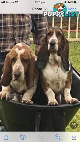 Basset Hound Puppies