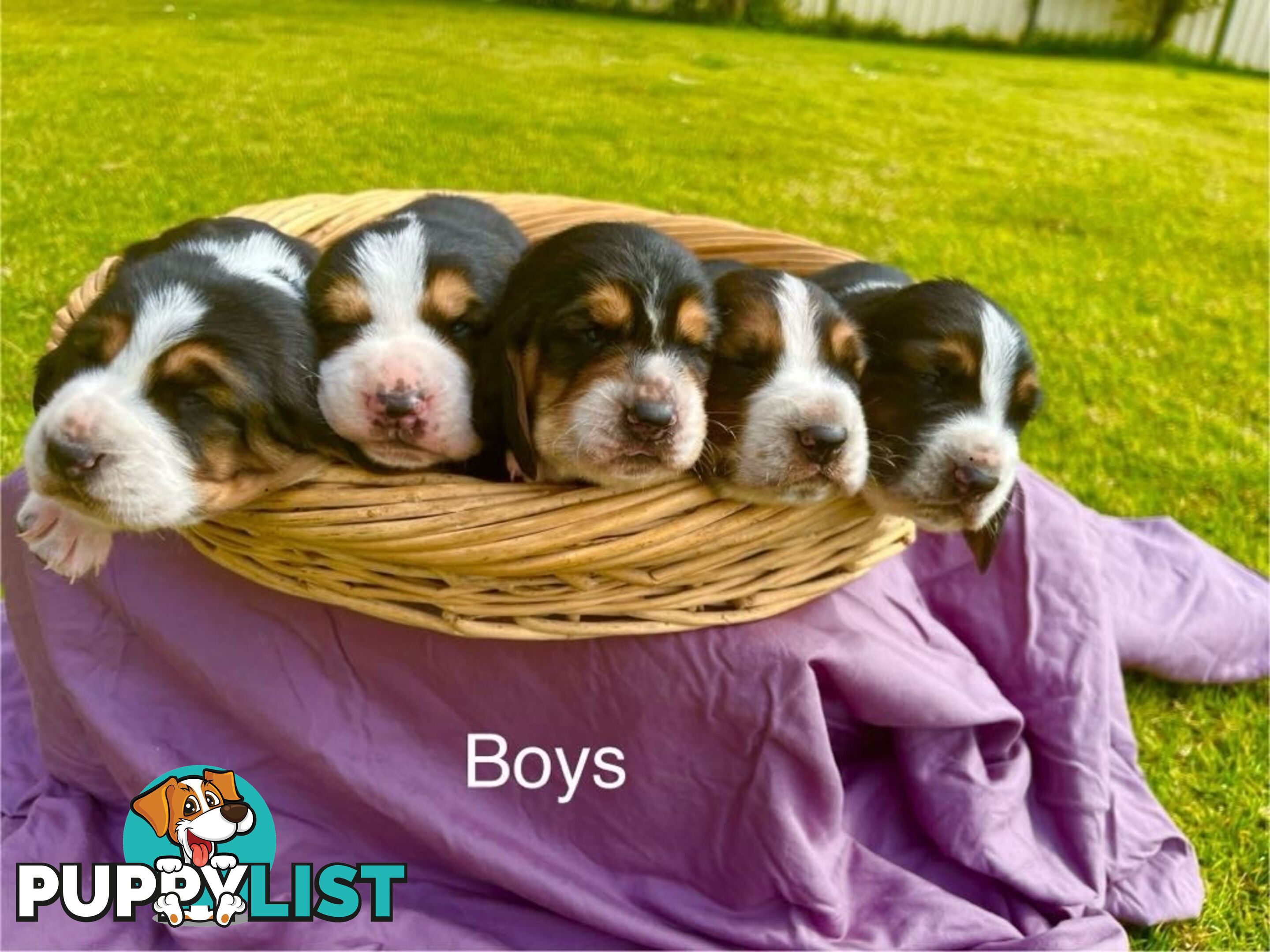 Basset Hound Puppies