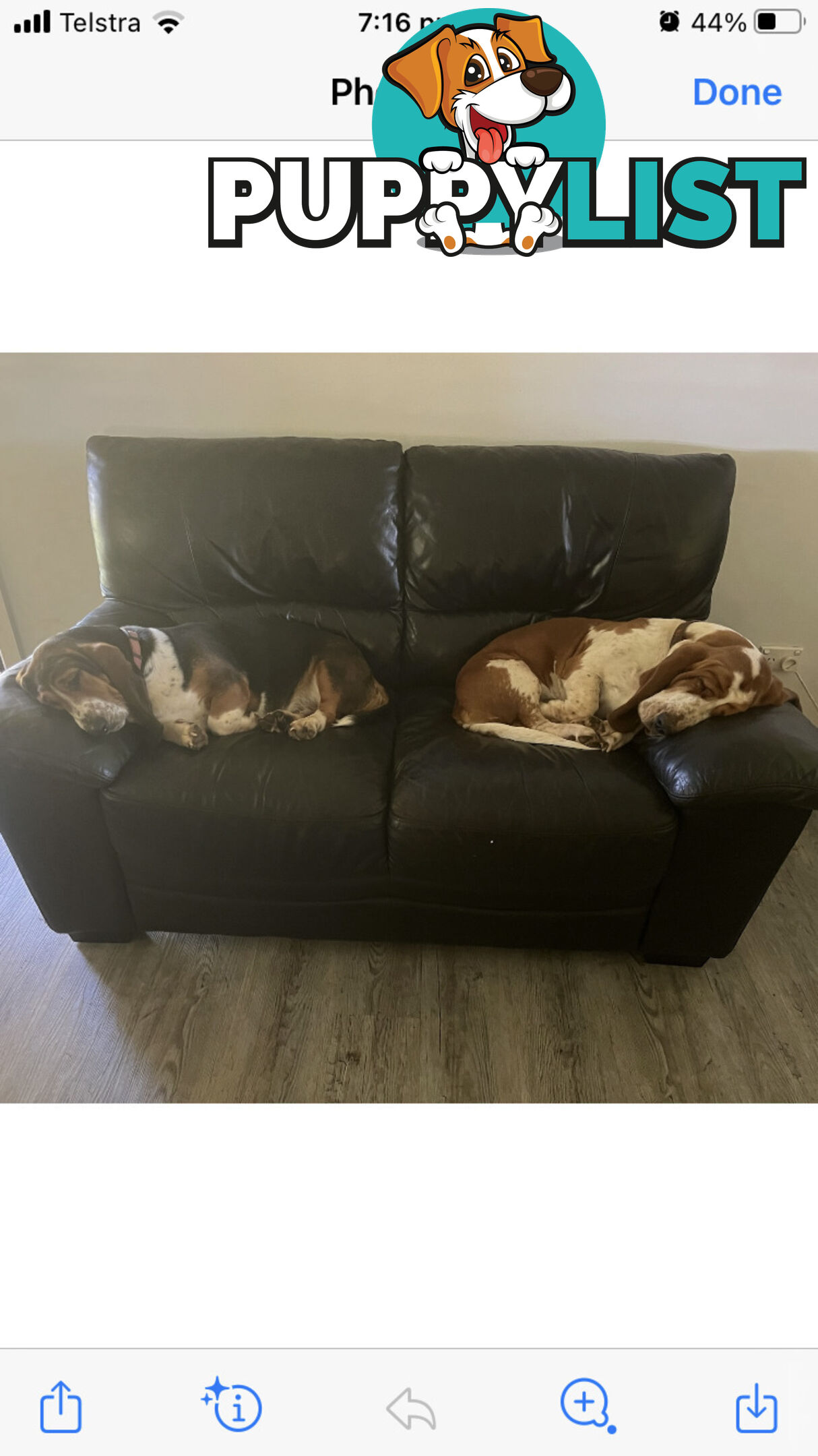 Basset Hound Puppies