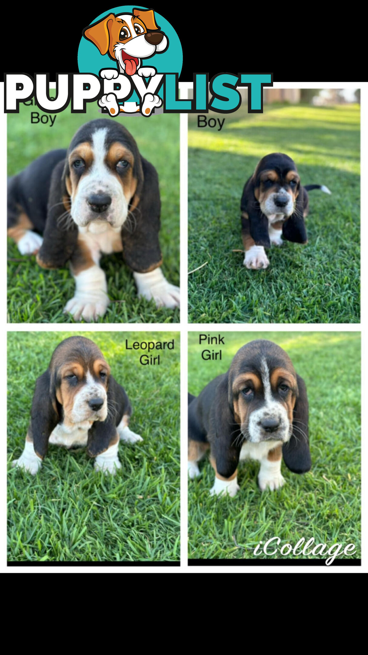 Basset Hound Puppies