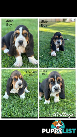 Basset Hound Puppies