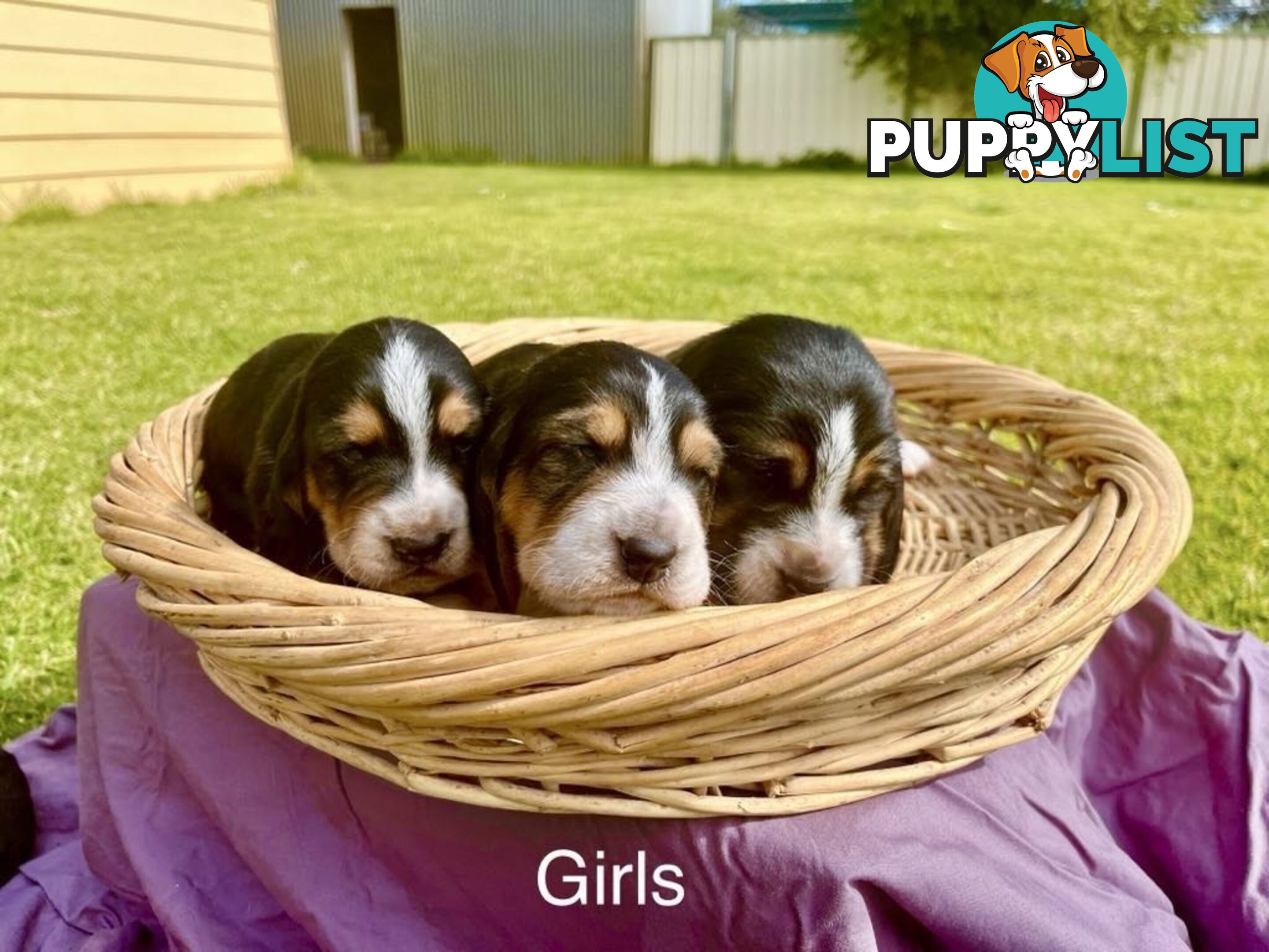 Basset Hound Puppies