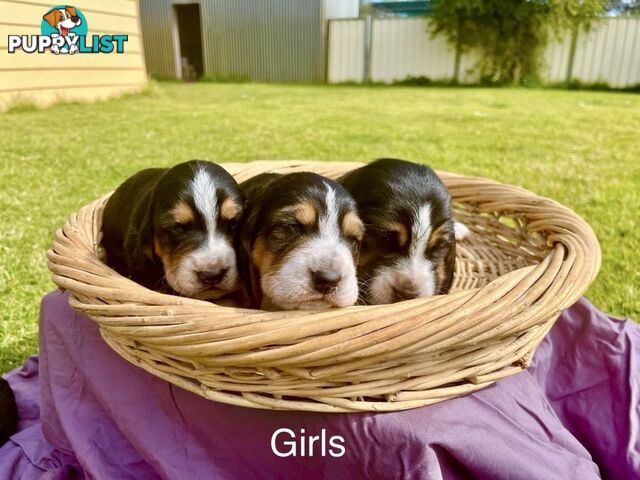 Basset Hound Puppies