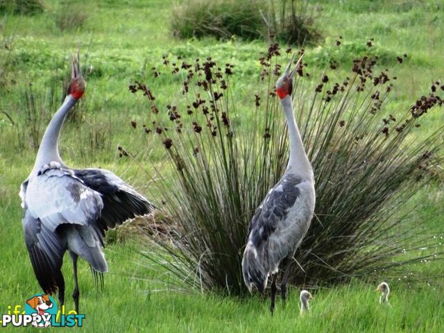 Lot 24 Brolga Drive GULMARRAD NSW 2463