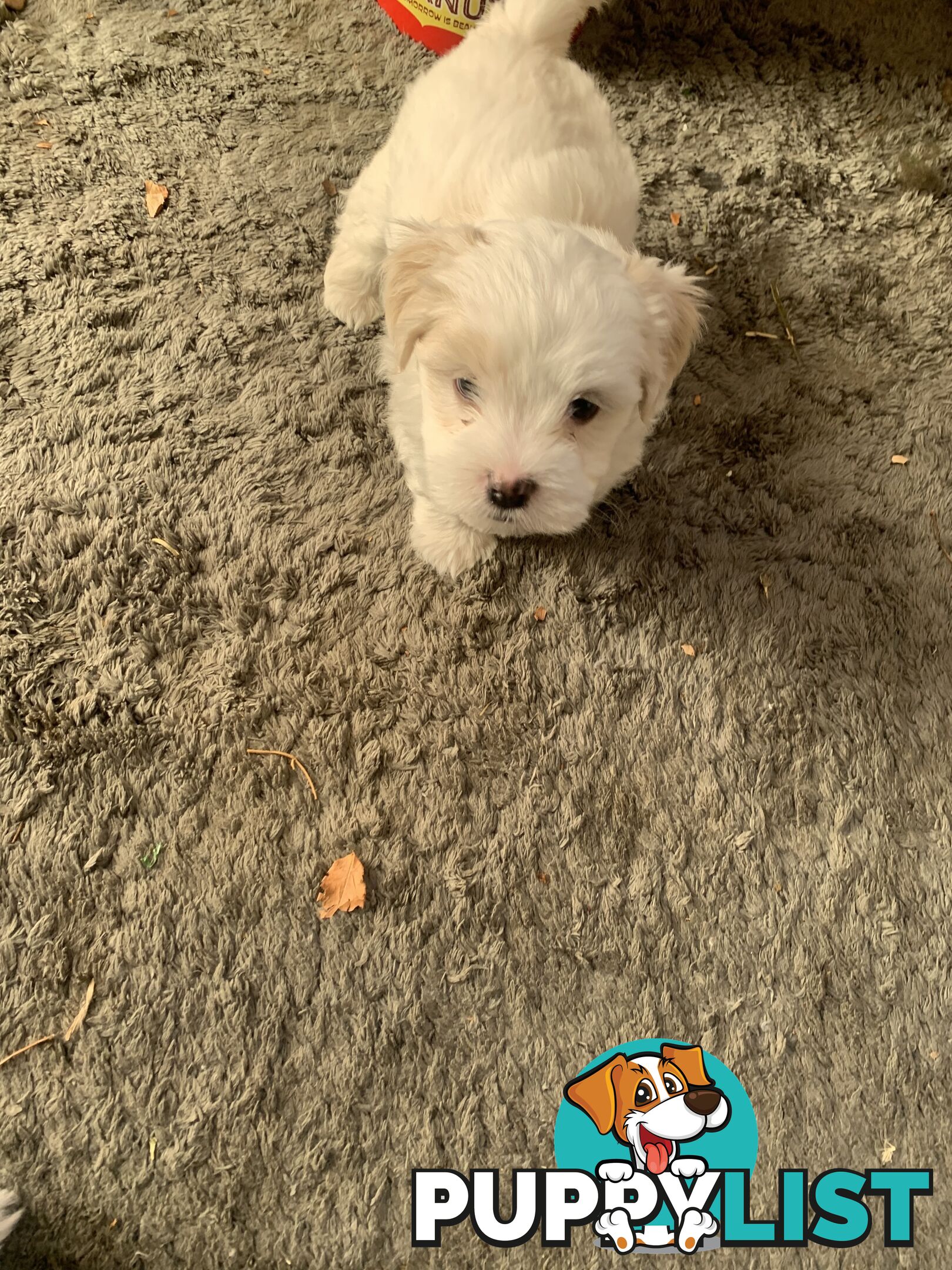 Maltese Shih Tzu