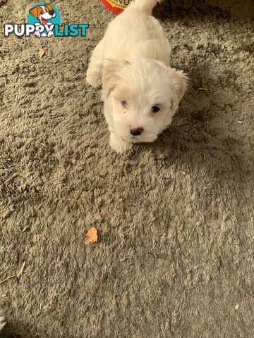 Maltese Shih Tzu
