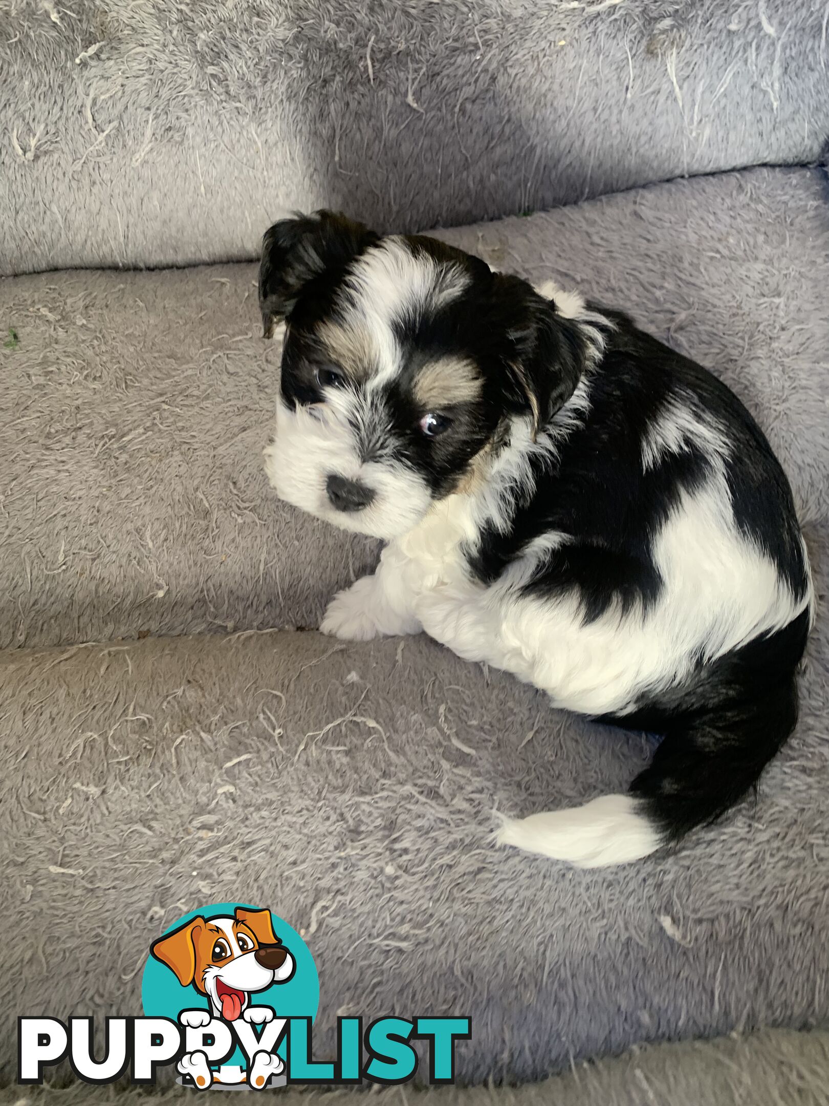 Maltese Shih Tzu