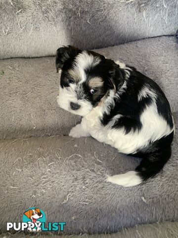 Maltese Shih Tzu