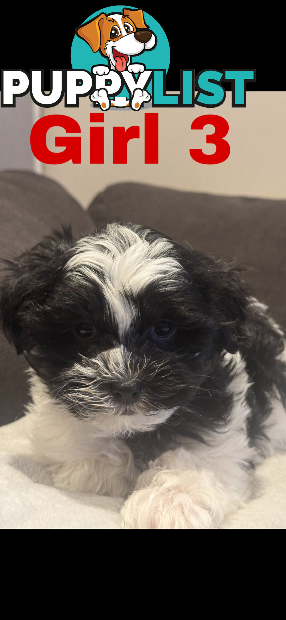 Maltese Shih Tzu