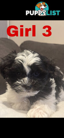 Maltese Shih Tzu
