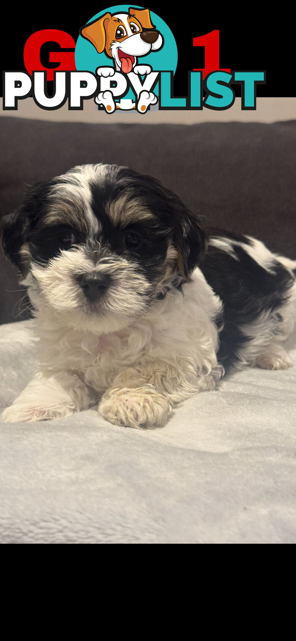 Maltese Shih Tzu