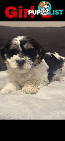 Maltese Shih Tzu