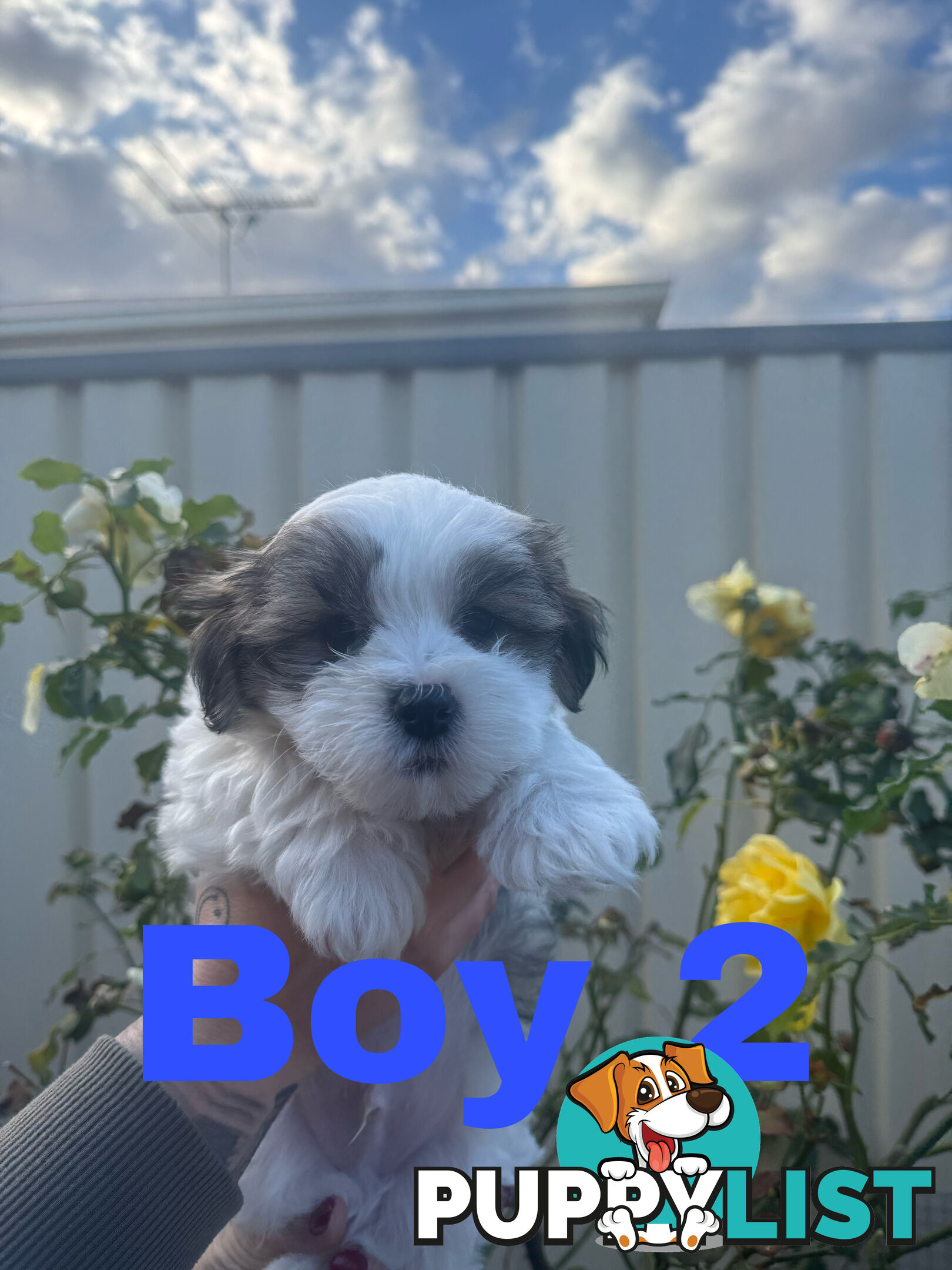 Maltese Shih Tzu