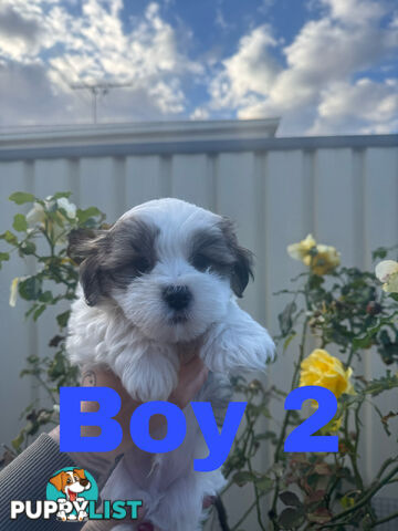 Maltese Shih Tzu