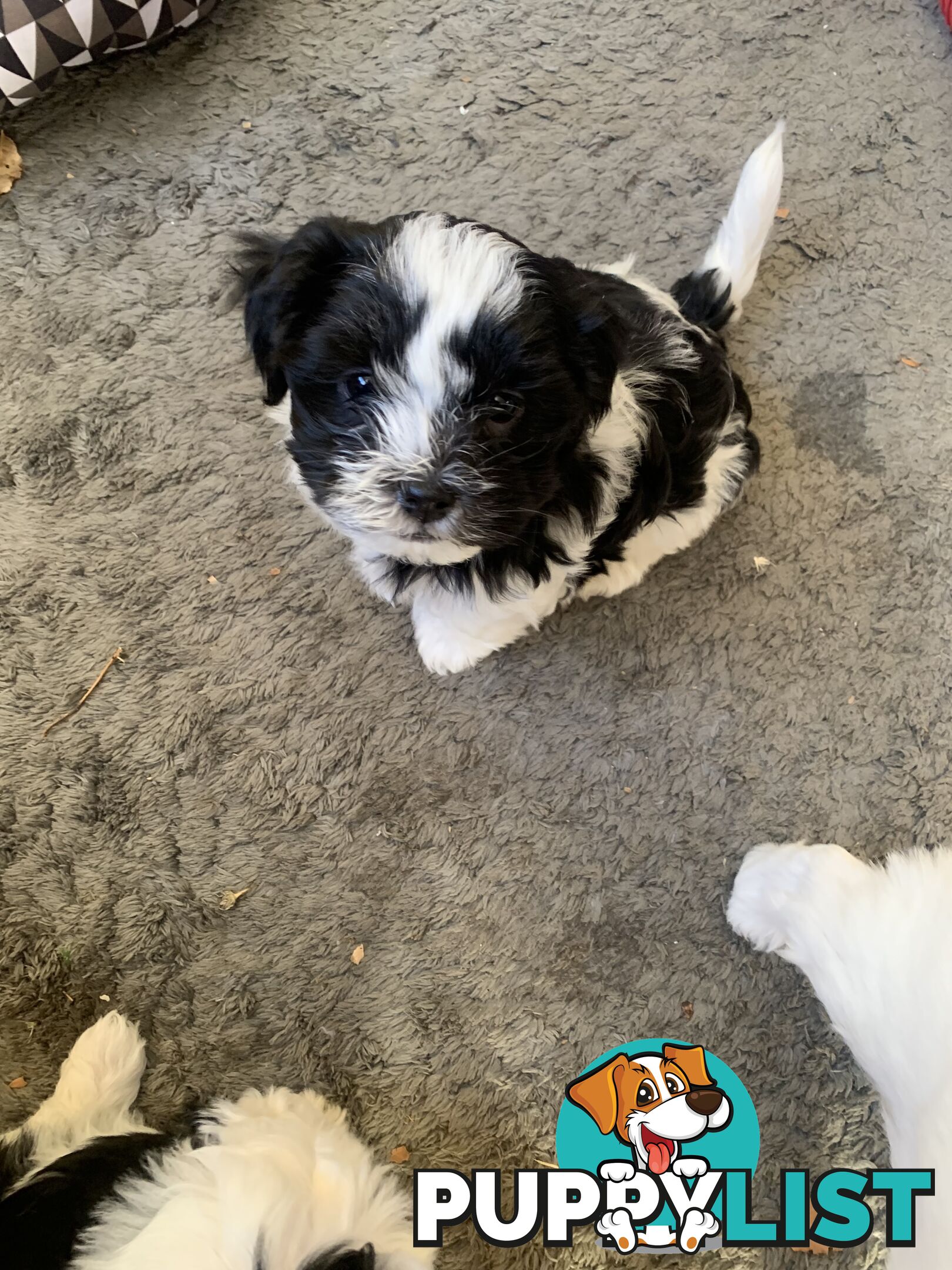 Maltese Shih Tzu